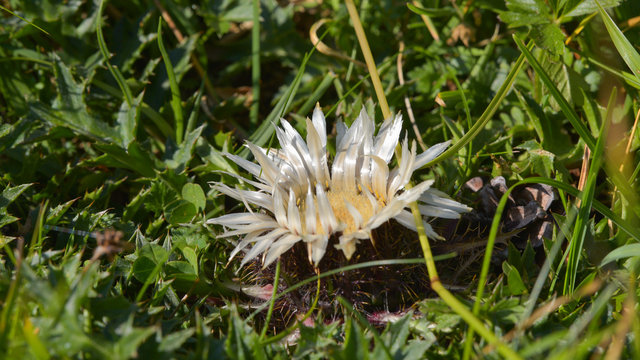 Fototapeta Cardo selvatico spuntato nel prato nel bosco