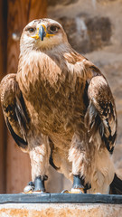 Smartphone HD wallpaper of bird of prey standing