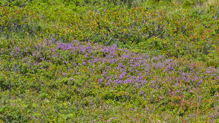 Prato fiorito con fiori violetti, in montagna