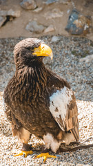 Smartphone HD wallpaper of big eagle standing in the sun
