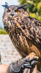 Smartphone HD wallpaper of beautiful eagle owl portrait