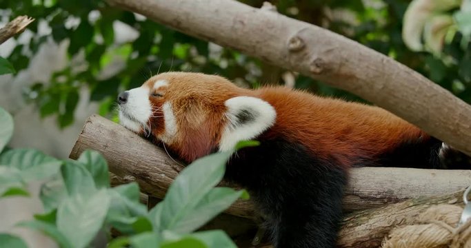 Red Panda sleep
