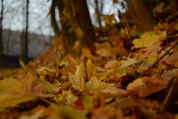 Autumn in Dolina Mnikowska