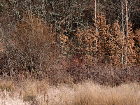 Dry vegetation in autumnal sunlight