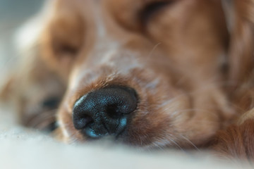 Beautiful Cute Golden Brown Cocker Spaniel Dog Puppy 