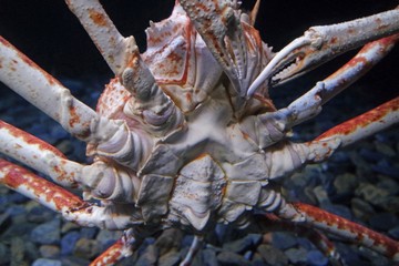 close up from big lobster crab underwater