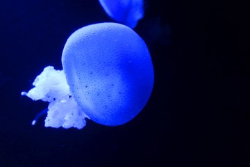 white spotted blud jellyfish in the dark ocean