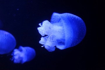 white spotted blud jellyfish in the dark ocean