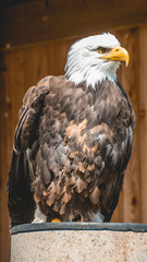 Smartphone HD wallpaper of bald eagle portrait
