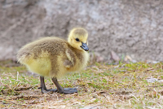 A Canada Goose gosling (branta canadensis) hunting for food in Canada