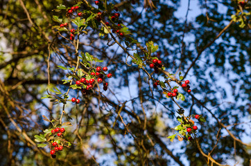 Fototapeta premium red hawthorn wild berries