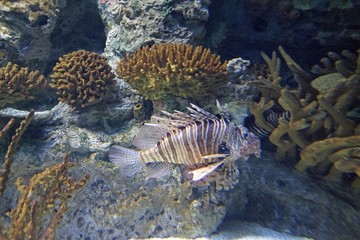big fire fish at a coral reef