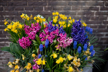 Fototapeta premium Colorful spring flowers 