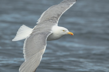 Fototapeta na wymiar Herring Gull in Flight