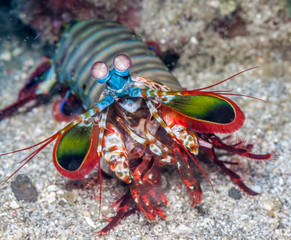 Odontodactylus scyllarus, peacock mantis shrimp