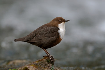 White-throated dipper