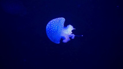 white spotted blud jellyfish in the dark ocean
