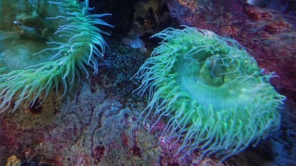 colorful big soft corals in a coral reef