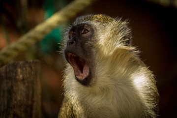 Green monkey (Chlorocebus sabaeus) with a colorful background