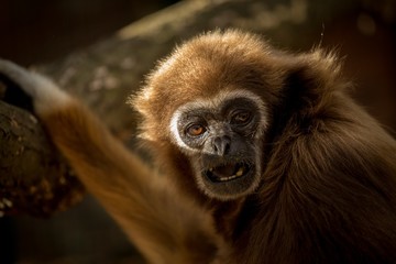 Gibbon monkey portrait. The lar gibbon (Hylobates lar)