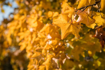 Fototapeta premium Detail of yellow autumn leaves on a sunny day