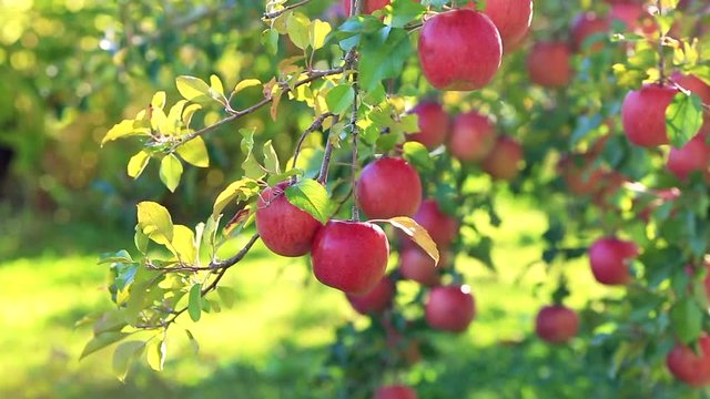 Fuji variety apples in apple orchard. 