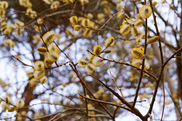 Flowering palm branch. Yellow buds on the tree. Willow branch.