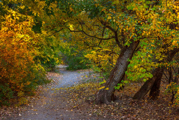 The autumn colorful forest with the footway
