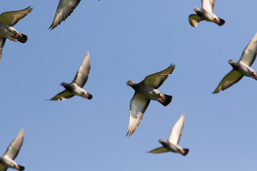 speed racing pigeon flying against clear blue sky