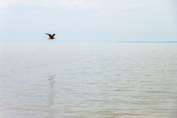 Fototapeta na wymiar The bird flying above the endless water surface of the sea