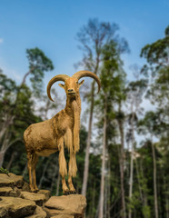 Mountain goat on the rocks view