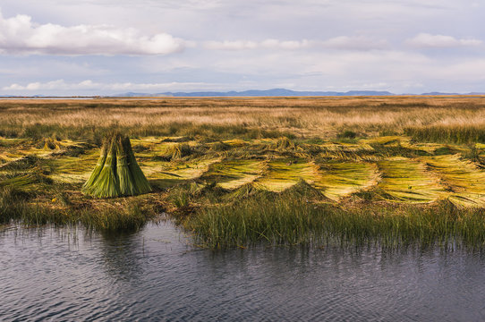 Culture de Totora plante sur le lac Titicaca Bolivie et P&eacute;rou
