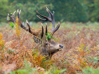 Red Deer Stag with Ferns on its Antlers in morning light