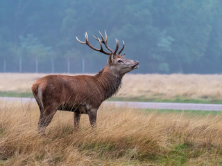 Red Deer Stag in morning light