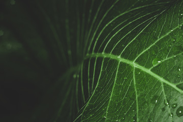 water drops on green leaf macro photo