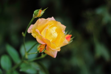 orange rose on green background