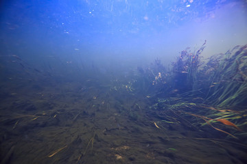 Fototapeta na wymiar algae in the ocean underwater photo / landscape ecosystem of the ocean, green algae underwater