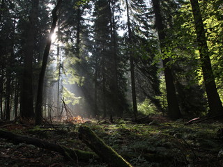 Obraz premium Frühmorgens im Wald