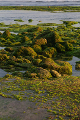Many rocks covered with lichen or moss on the shallow ocean beach