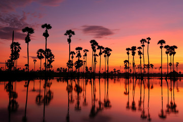 Colorful sunrise landscape with silhouettes of sugar palm trees on the rice field.