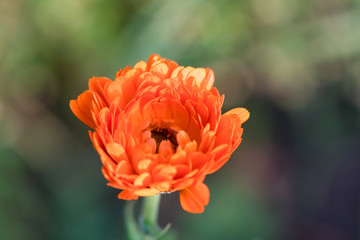 Bright summer background with growing flowers calendula, marigold.