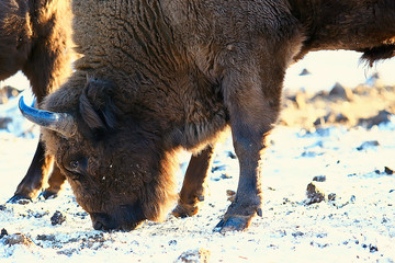 Aurochs bison in nature / winter season, bison in a snowy field, a large bull bufalo