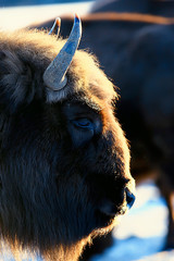 Aurochs bison in nature / winter season, bison in a snowy field, a large bull bufalo