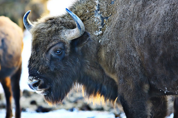 Oerosbizon in de natuur / winterseizoen, bizon in een besneeuwd veld, een grote stierbufalo