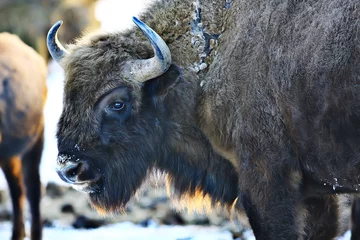 Foto op Plexiglas Oerosbizon in de natuur / winterseizoen, bizon in een besneeuwd veld, een grote stierbufalo © kichigin19