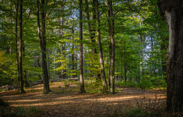 Obraz premium Forest