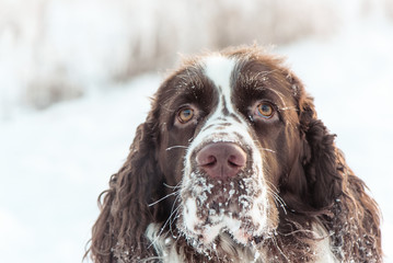 The head of the dog is the English Springer Spaniel, in snow on the winter nature