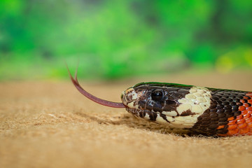 closeup of a snake