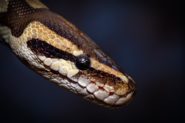 snake