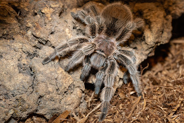 black spider tarantula